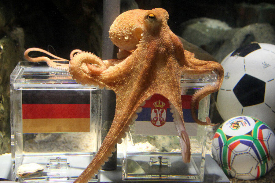 Psychic octopus (named Paul) picks Germany over England in World Cup